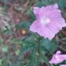 Fotografia 18 da espécie Malva tournefortiana do Jardim Botânico UTAD