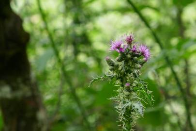 Fotografia da espécie Cirsium palustre