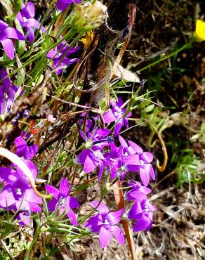 Fotografia 10 da espécie Campanula lusitanica subesp. lusitanica no Jardim Botânico UTAD