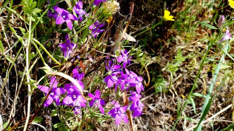 Fotografia da espécie Campanula lusitanica subesp. lusitanica