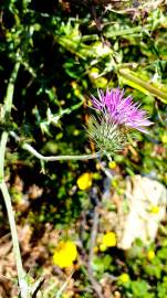 Fotografia da espécie Galactites tomentosa