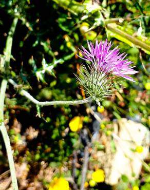 Fotografia 31 da espécie Galactites tomentosa no Jardim Botânico UTAD