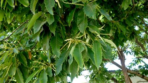 Fotografia da espécie Castanea sativa