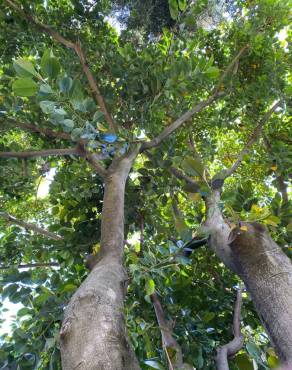 Fotografia 12 da espécie Magnolia grandiflora no Jardim Botânico UTAD