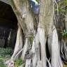 Fotografia 13 da espécie Magnolia grandiflora do Jardim Botânico UTAD