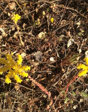 Fotografia 6 da espécie Sedum forsterianum no Jardim Botânico UTAD