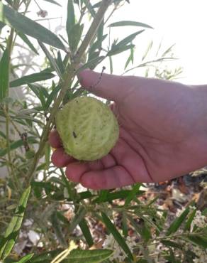 Fotografia 18 da espécie Gomphocarpus physocarpus no Jardim Botânico UTAD