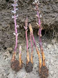 Fotografia da espécie Orobanche crenata