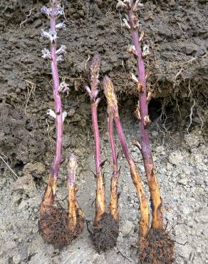 Fotografia 15 da espécie Orobanche crenata no Jardim Botânico UTAD