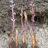 Fotografia 15 da espécie Orobanche crenata do Jardim Botânico UTAD