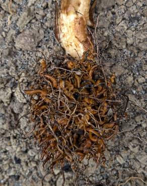 Fotografia 16 da espécie Orobanche crenata no Jardim Botânico UTAD
