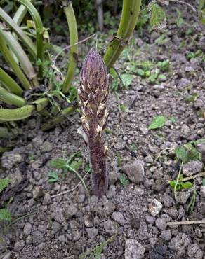 Fotografia 17 da espécie Orobanche crenata no Jardim Botânico UTAD