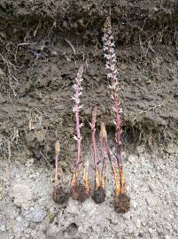 Fotografia da espécie Orobanche crenata