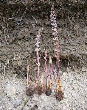 Fotografia 18 da espécie Orobanche crenata no Jardim Botânico UTAD