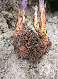 Fotografia da espécie Orobanche crenata