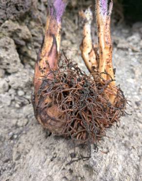 Fotografia 19 da espécie Orobanche crenata no Jardim Botânico UTAD