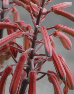 Fotografia 4 da espécie Haworthia aristata no Jardim Botânico UTAD