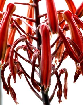 Fotografia 5 da espécie Haworthia aristata no Jardim Botânico UTAD