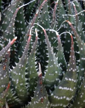 Fotografia 6 da espécie Haworthia aristata no Jardim Botânico UTAD