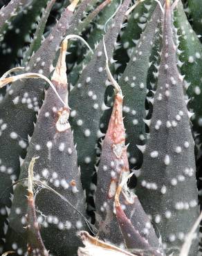 Fotografia 7 da espécie Haworthia aristata no Jardim Botânico UTAD