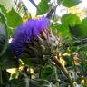 Fotografia 9 da espécie Cynara cardunculus do Jardim Botânico UTAD