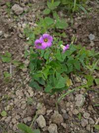 Fotografia da espécie Oxalis debilis var. corymbosa