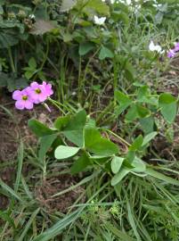 Fotografia da espécie Oxalis debilis var. corymbosa