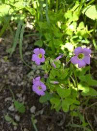 Fotografia da espécie Oxalis debilis var. corymbosa