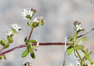 Fotografia da espécie Galium saxatile