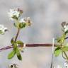 Fotografia 8 da espécie Galium saxatile do Jardim Botânico UTAD