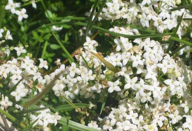 Fotografia da espécie Galium saxatile