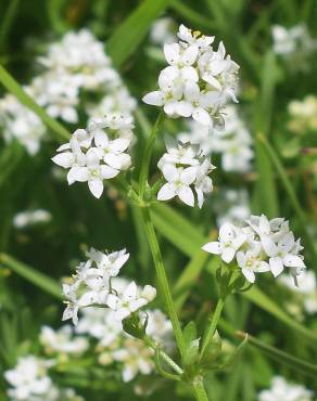 Fotografia 10 da espécie Galium saxatile no Jardim Botânico UTAD