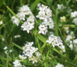 Fotografia da espécie Galium saxatile