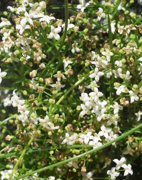 Fotografia 11 da espécie Galium saxatile no Jardim Botânico UTAD