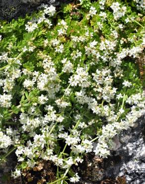 Fotografia 12 da espécie Galium saxatile no Jardim Botânico UTAD