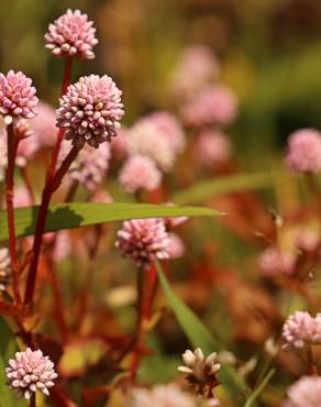 Fotografia 10 da espécie Polygonum capitatum no Jardim Botânico UTAD