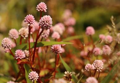 Fotografia da espécie Polygonum capitatum