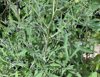 Fotografia da espécie Sisymbrium orientale subesp. orientale