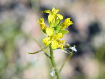 Fotografia da espécie Sisymbrium orientale subesp. orientale