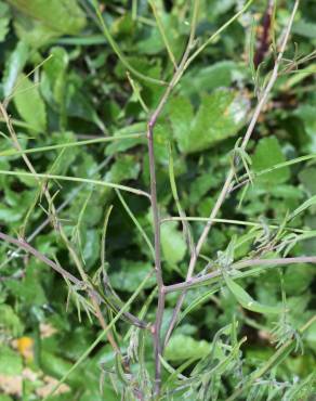 Fotografia 9 da espécie Sisymbrium orientale subesp. orientale no Jardim Botânico UTAD