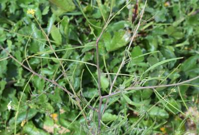 Fotografia da espécie Sisymbrium orientale subesp. orientale