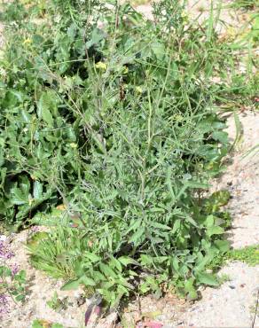 Fotografia 10 da espécie Sisymbrium orientale subesp. orientale no Jardim Botânico UTAD