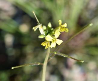 Fotografia da espécie Sisymbrium orientale subesp. orientale