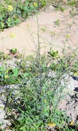 Fotografia da espécie Sisymbrium orientale subesp. orientale