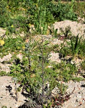 Fotografia 17 da espécie Sisymbrium orientale subesp. orientale no Jardim Botânico UTAD