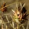 Fotografia 10 da espécie Cynara cardunculus do Jardim Botânico UTAD