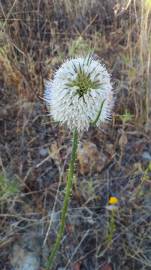 Fotografia da espécie Dipsacus comosus