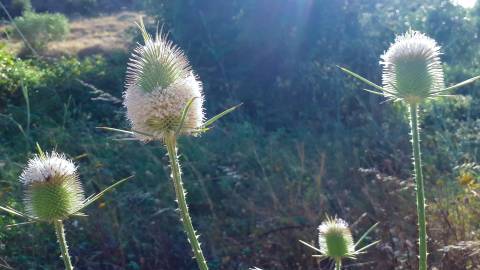 Fotografia da espécie Dipsacus comosus