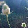 Fotografia 10 da espécie Dipsacus comosus do Jardim Botânico UTAD