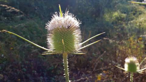 Fotografia da espécie Dipsacus comosus